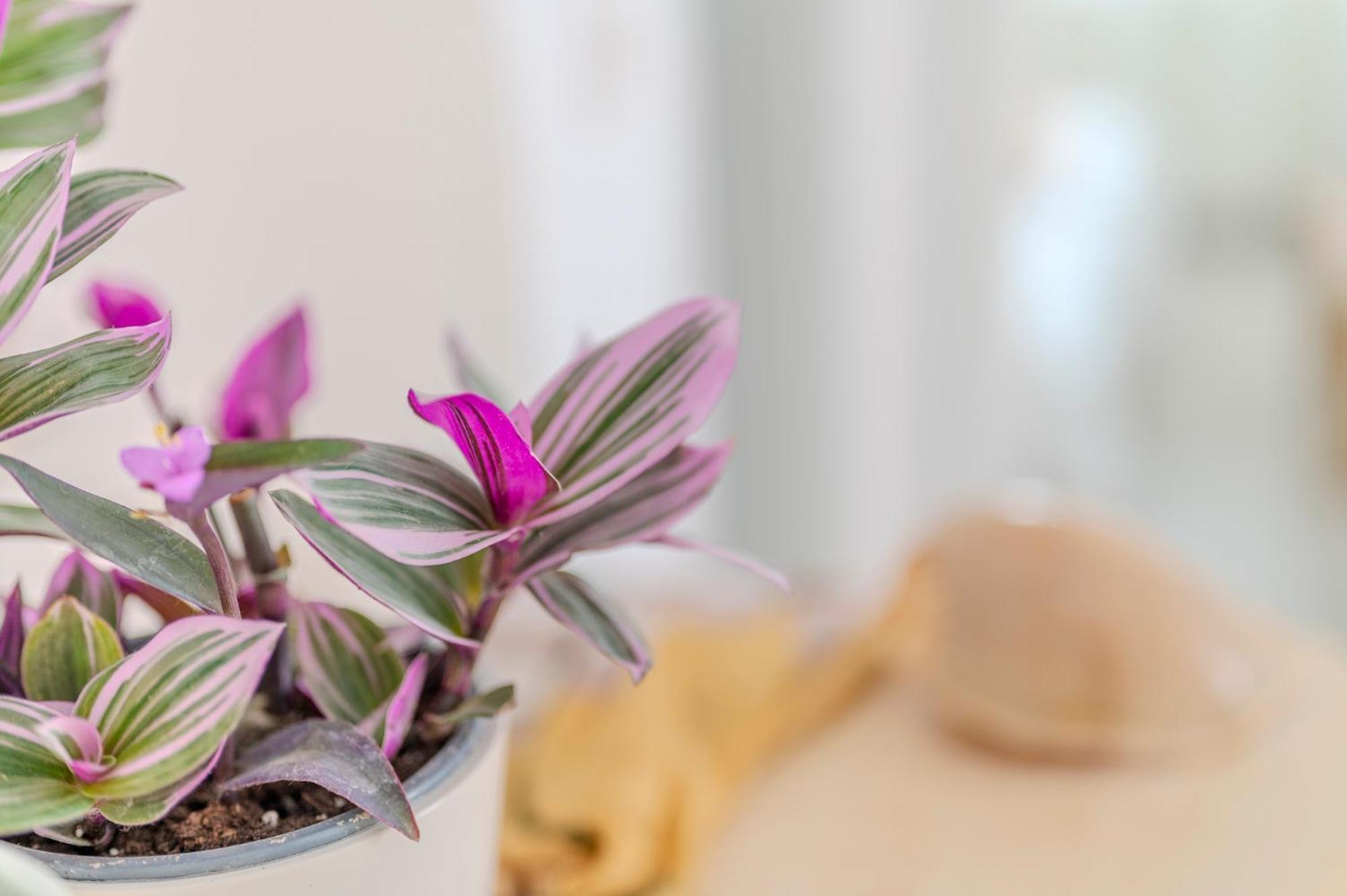 Stamatia Suites Asproválta Ngoại thất bức ảnh